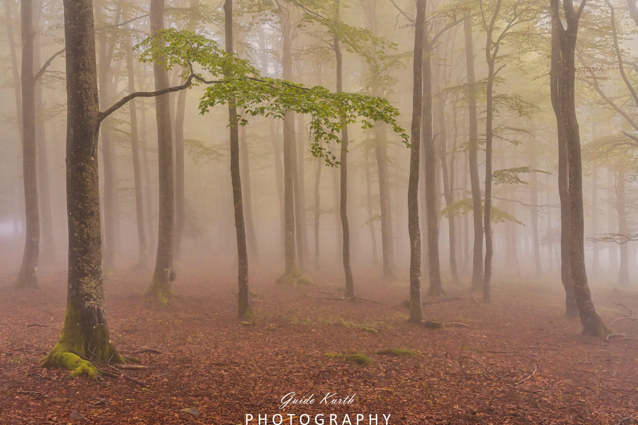 Mehr über den Artikel erfahren Regenwald im Schwarzwald…