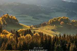 Mehr über den Artikel erfahren Goldener Sonnenschein…