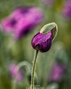 Mehr über den Artikel erfahren Pink Dream…