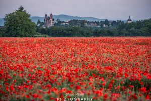 Mehr über den Artikel erfahren Roter Teppich…