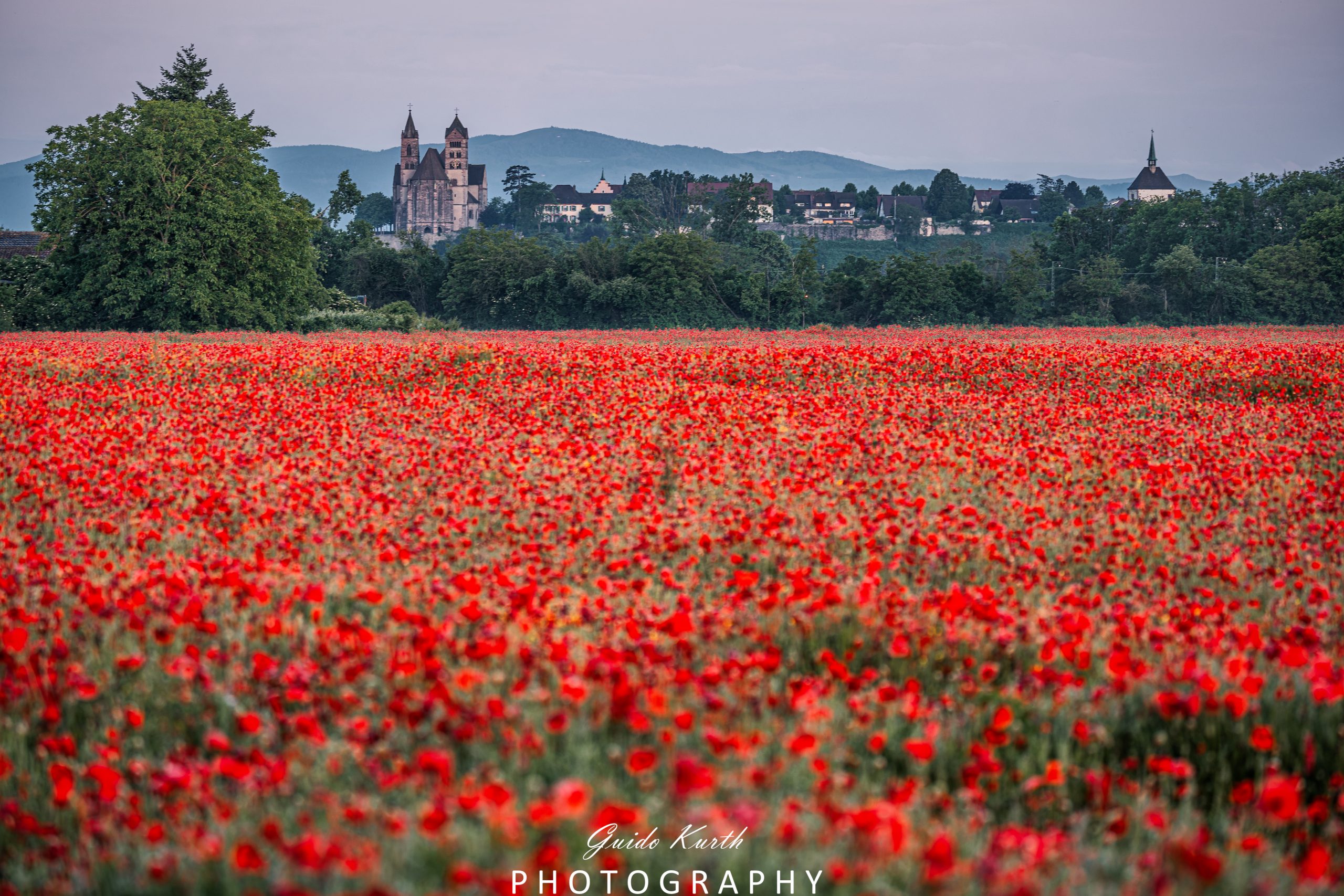 Mehr über den Artikel erfahren Roter Teppich…