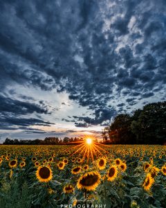 Mehr über den Artikel erfahren Sonnenblumen Wahnsinn…