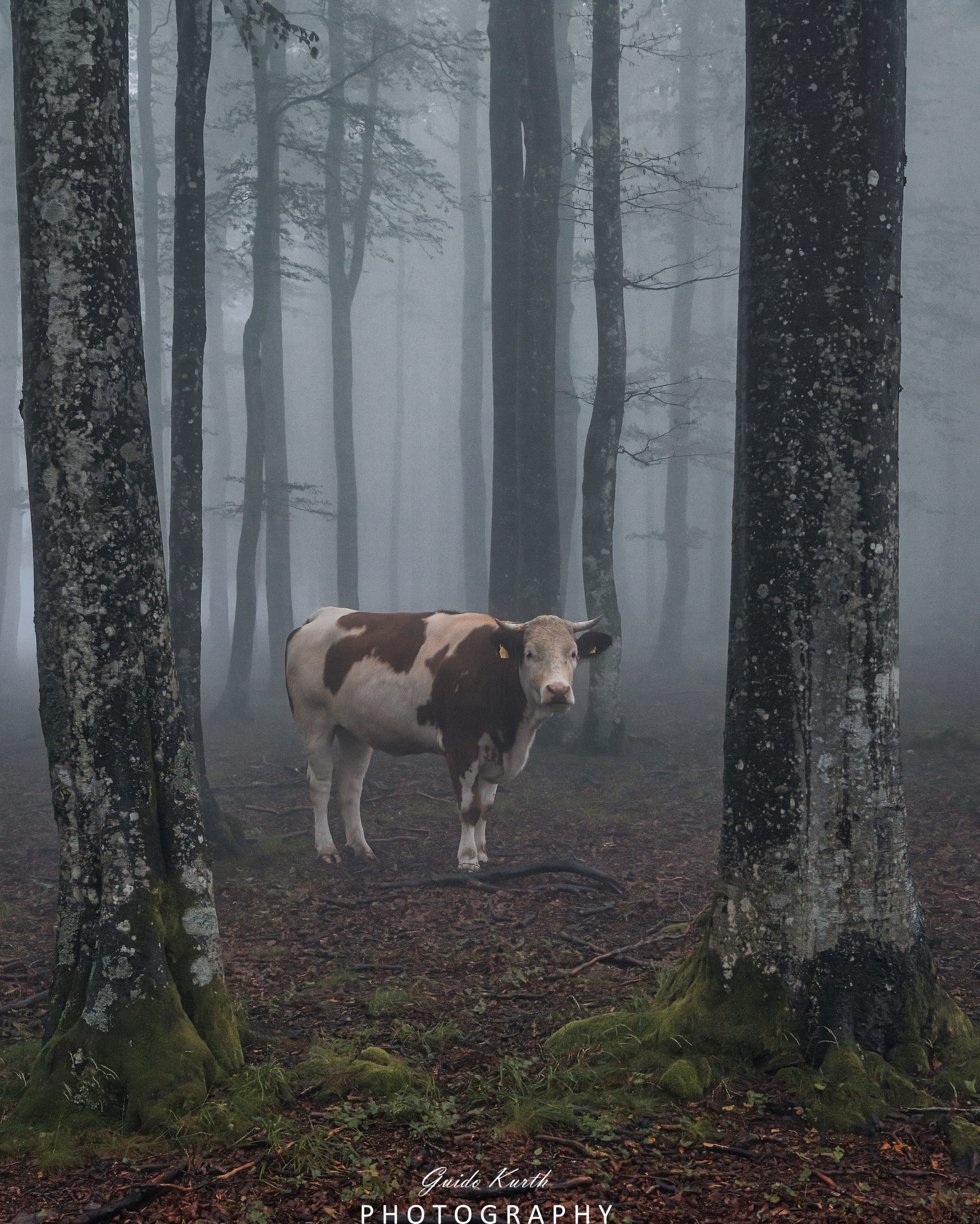 Mehr über den Artikel erfahren Begegnung im Wald…