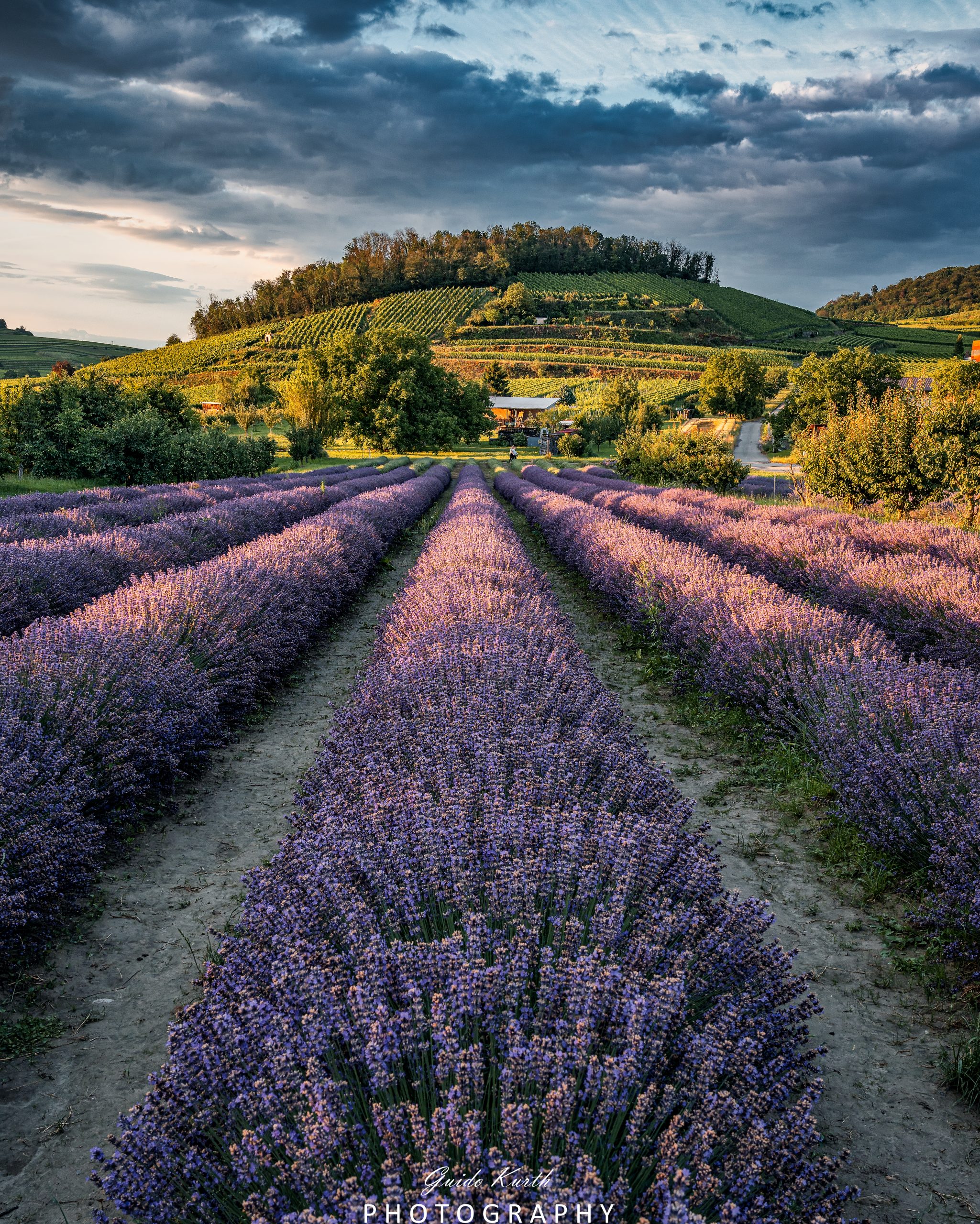 Mehr über den Artikel erfahren Lavendel Zauber….