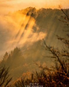 Mehr über den Artikel erfahren Nebel bei Sonnenuntergang….