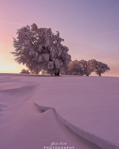 Mehr über den Artikel erfahren Magenta Windbuchen….