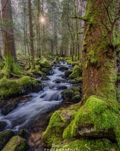 Mehr über den Artikel erfahren Der grüne Dschungel…