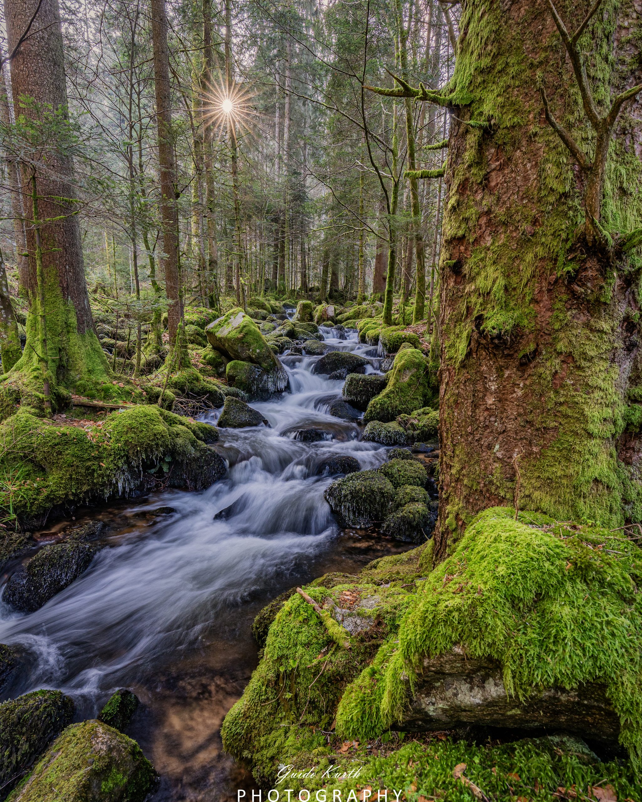 Du betrachtest gerade Der grüne Dschungel…