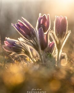 Mehr über den Artikel erfahren Küchenschellen im Abendlicht…