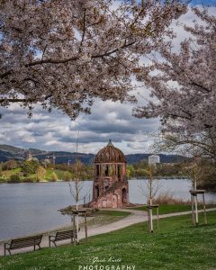 Mehr über den Artikel erfahren Blütenzauber….